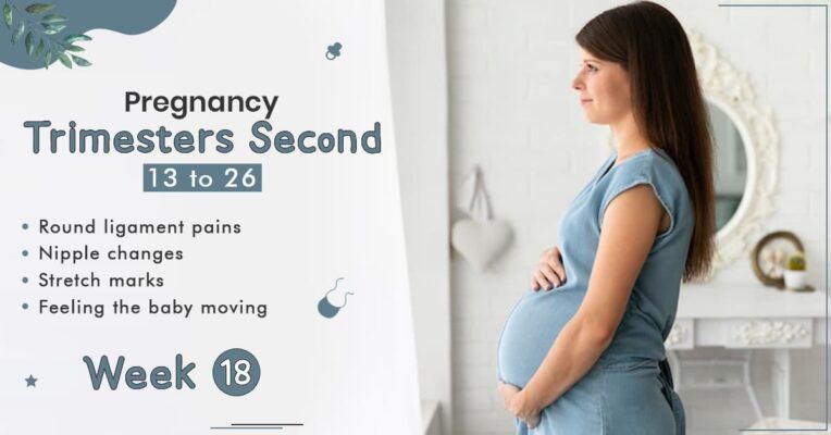 Pregnancy Trimester 2 Week 18